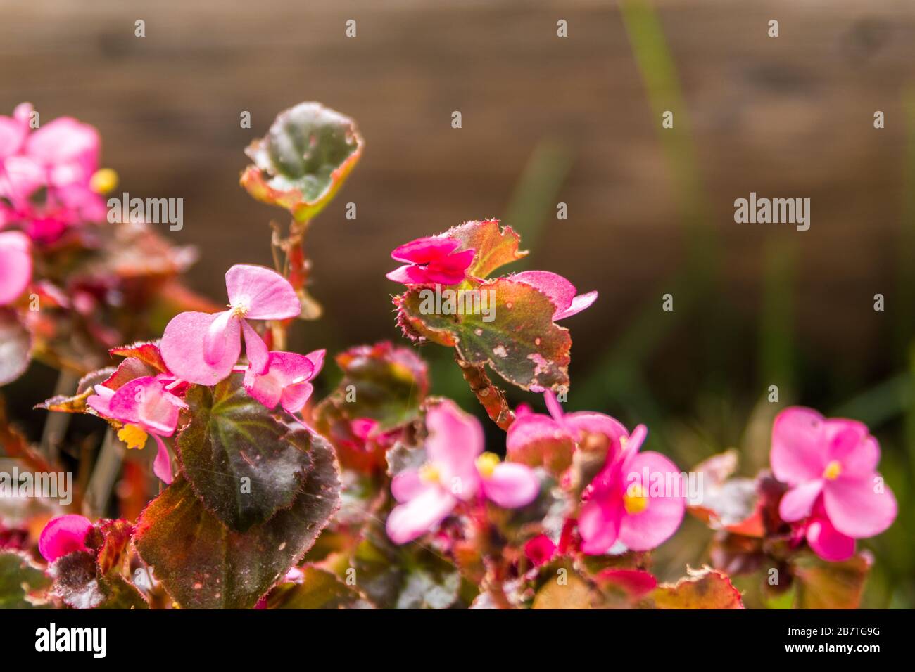 Purple flowers in spring with blur background Stock Photo - Alamy