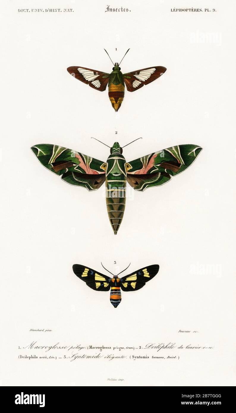 Pictures Of Different Kinds Of Moths