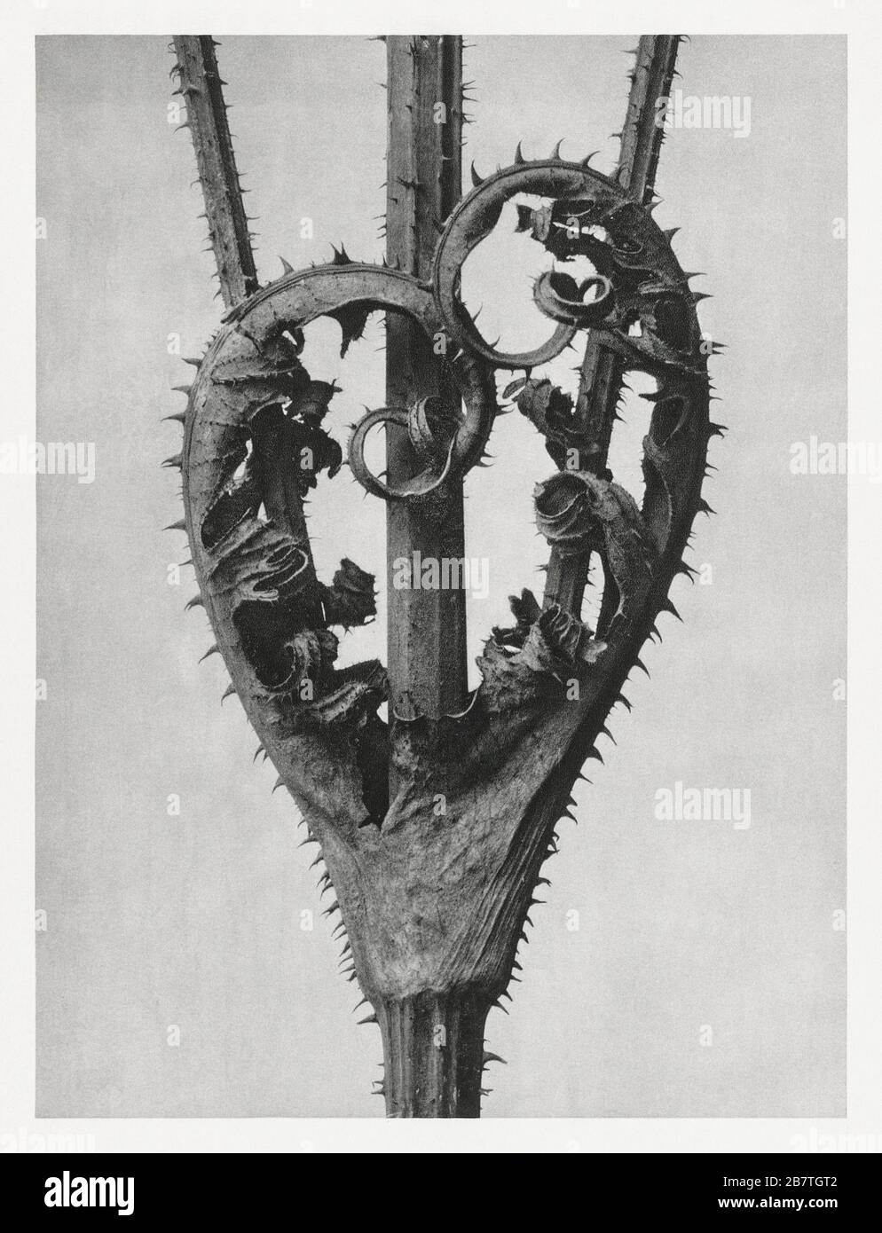 Dipsacus Laciniatus (Cutleaf Teasel) enlarged 4 times from Urformen der Kunst (1928) by Karl Blossfeldt..jpg - 2B7TGT2 Stock Photo