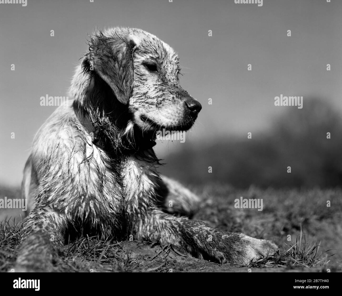 Golden Retriever dog covered in mud Stock Photo