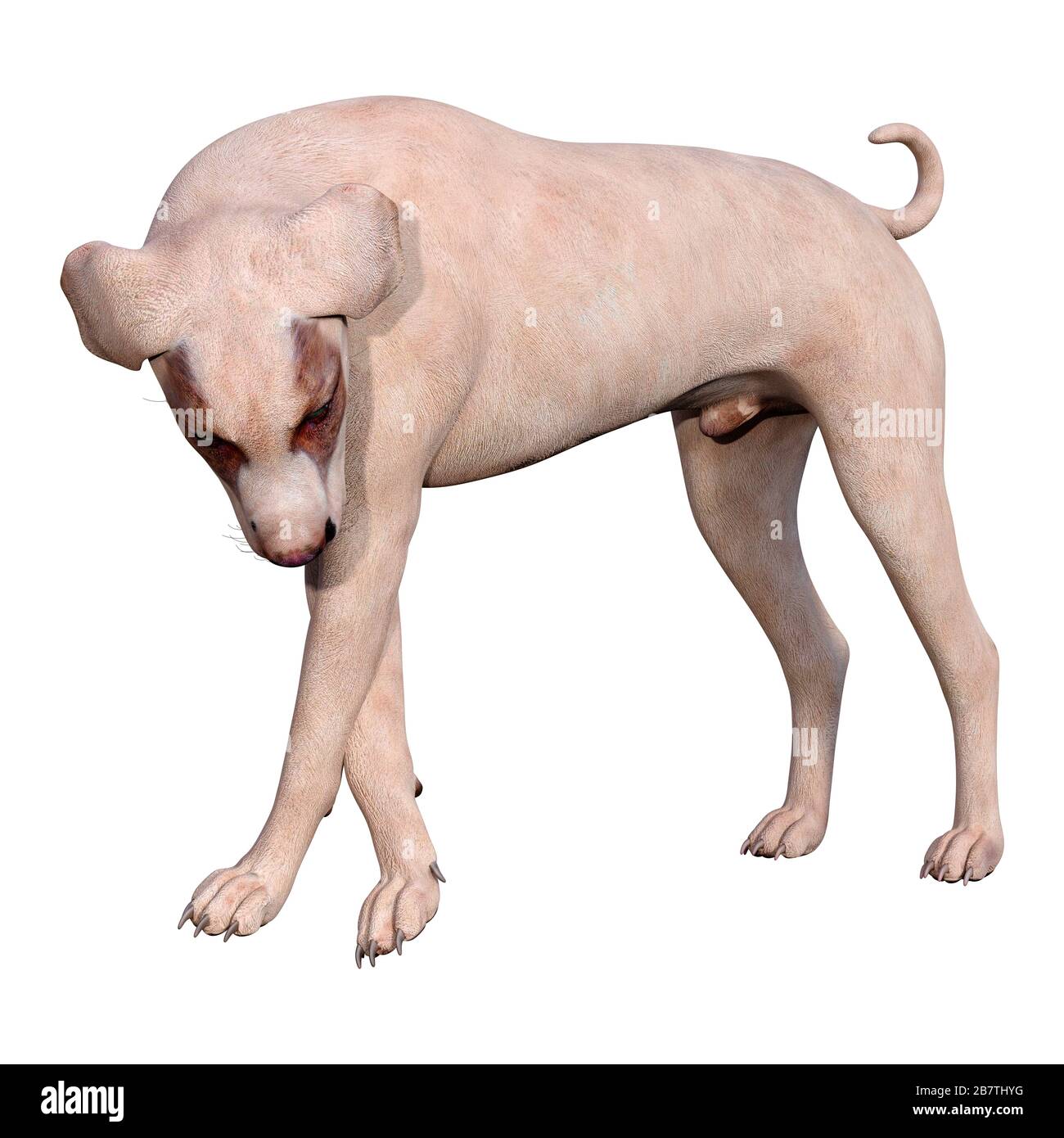 3D rendering of a crossbreed dog isolated on white background Stock ...