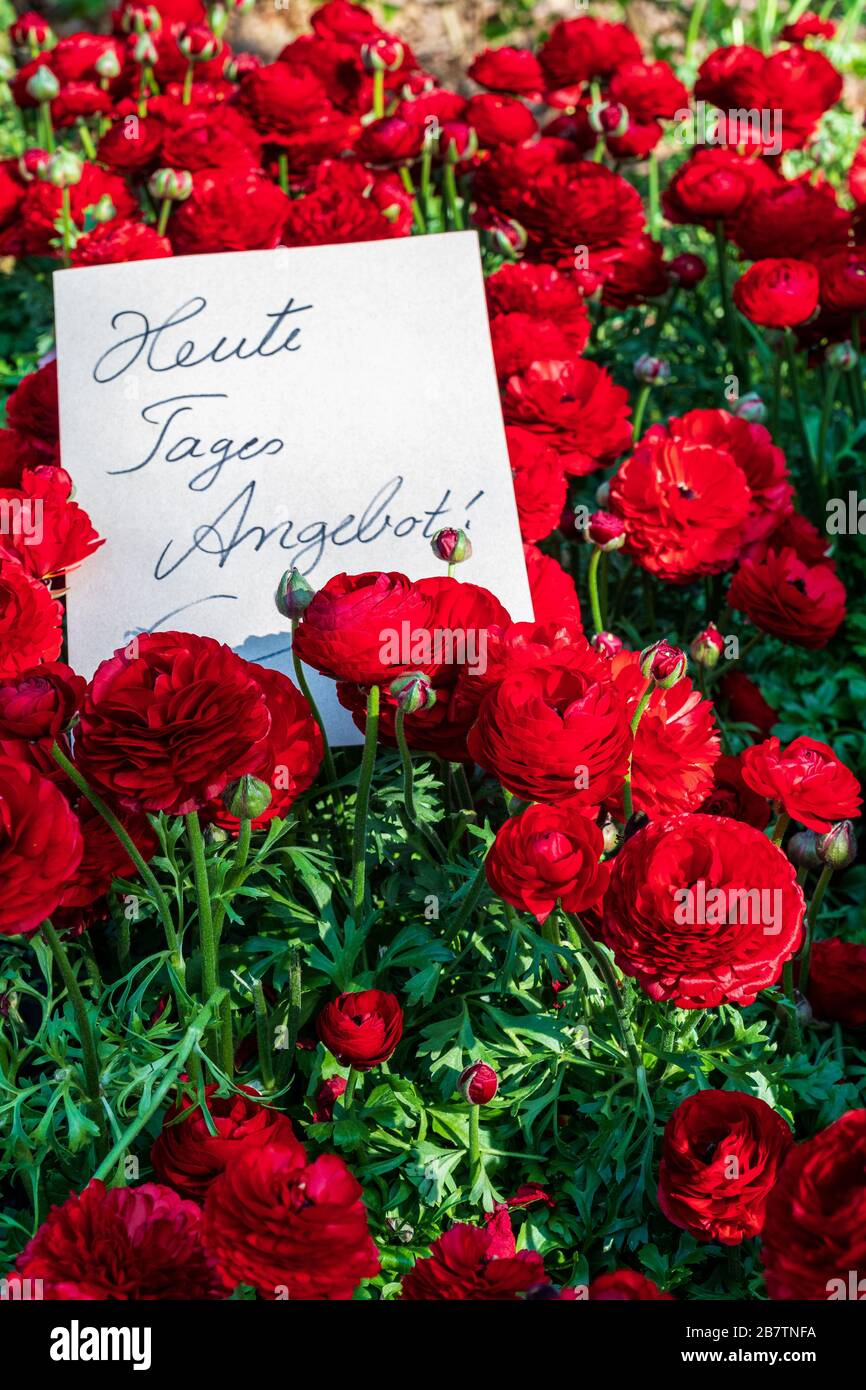 Bright red ranunculus flowers and white sign with handwritten German text 'Special offer of the day'. Concept of springtime or sale, discount Stock Photo