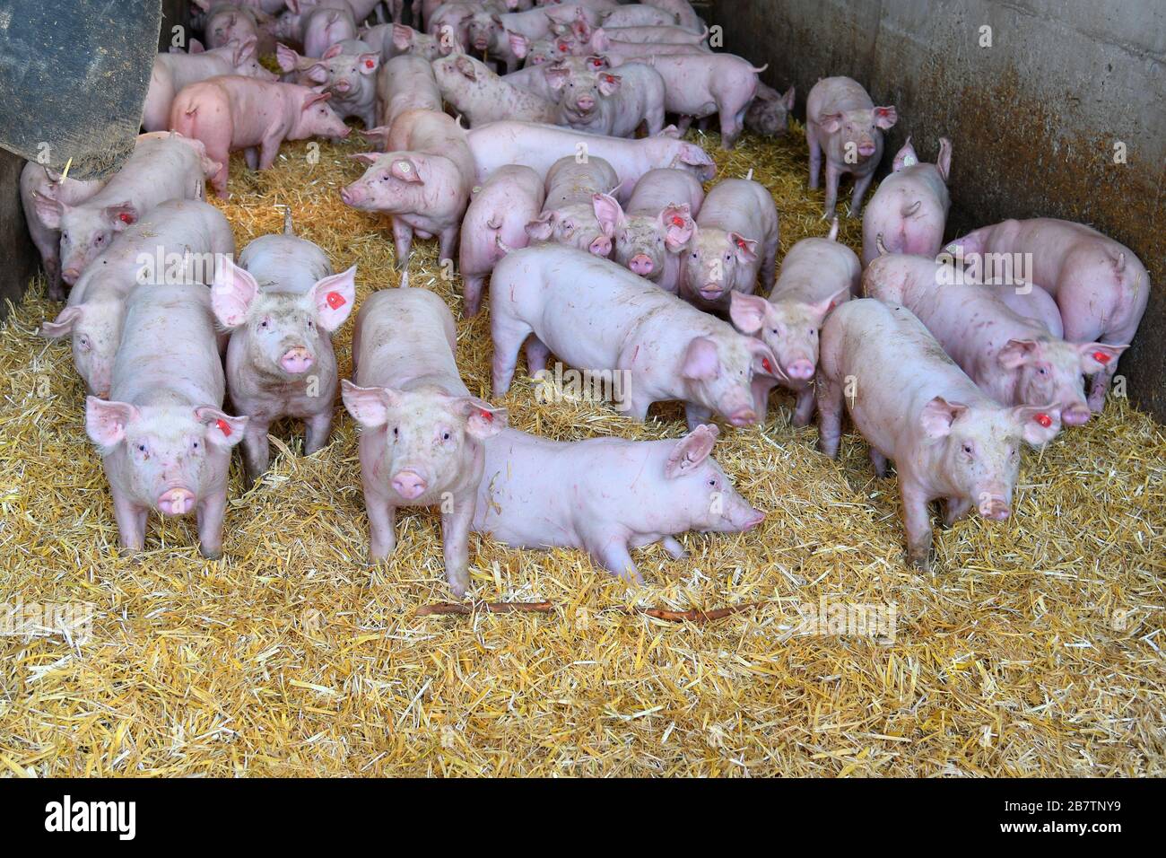Austria, pig farming Stock Photo Alamy