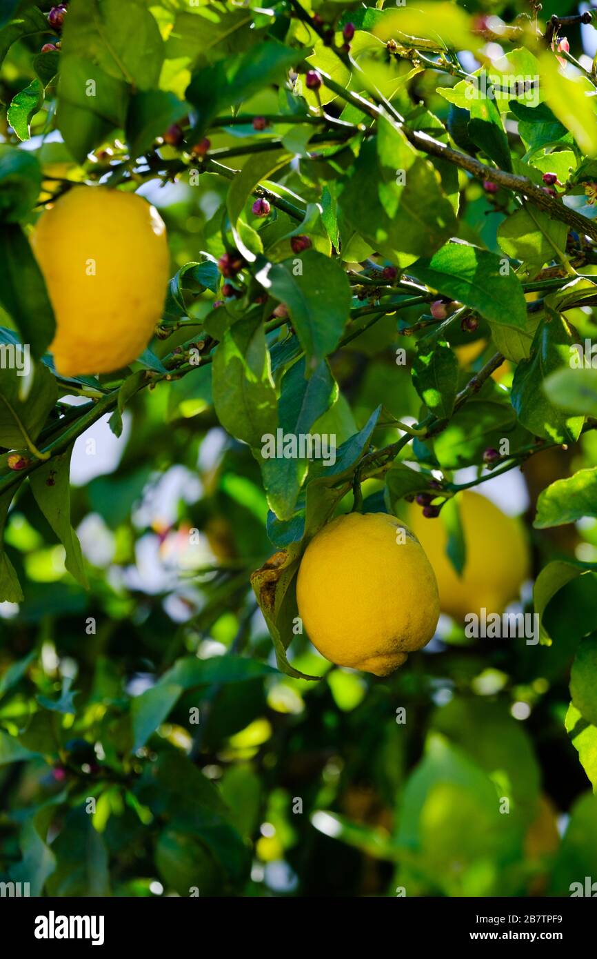 Lemon trees andalucia hires stock photography and images Alamy