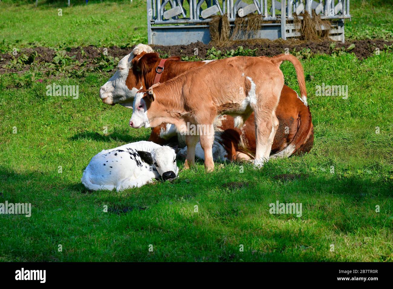 Austria, cattle breeding - mother with calves on pasture Stock Photo