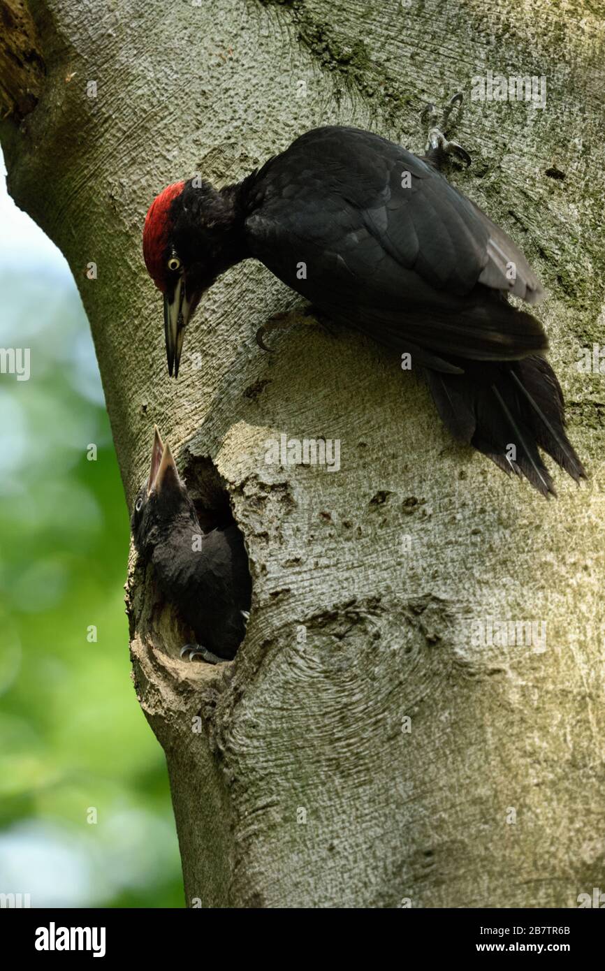 Black Woodpecker ( Dryocopus martius ) luring its chick with food to leave nesting cavity, nest hole, wildlife, Europe. Stock Photo