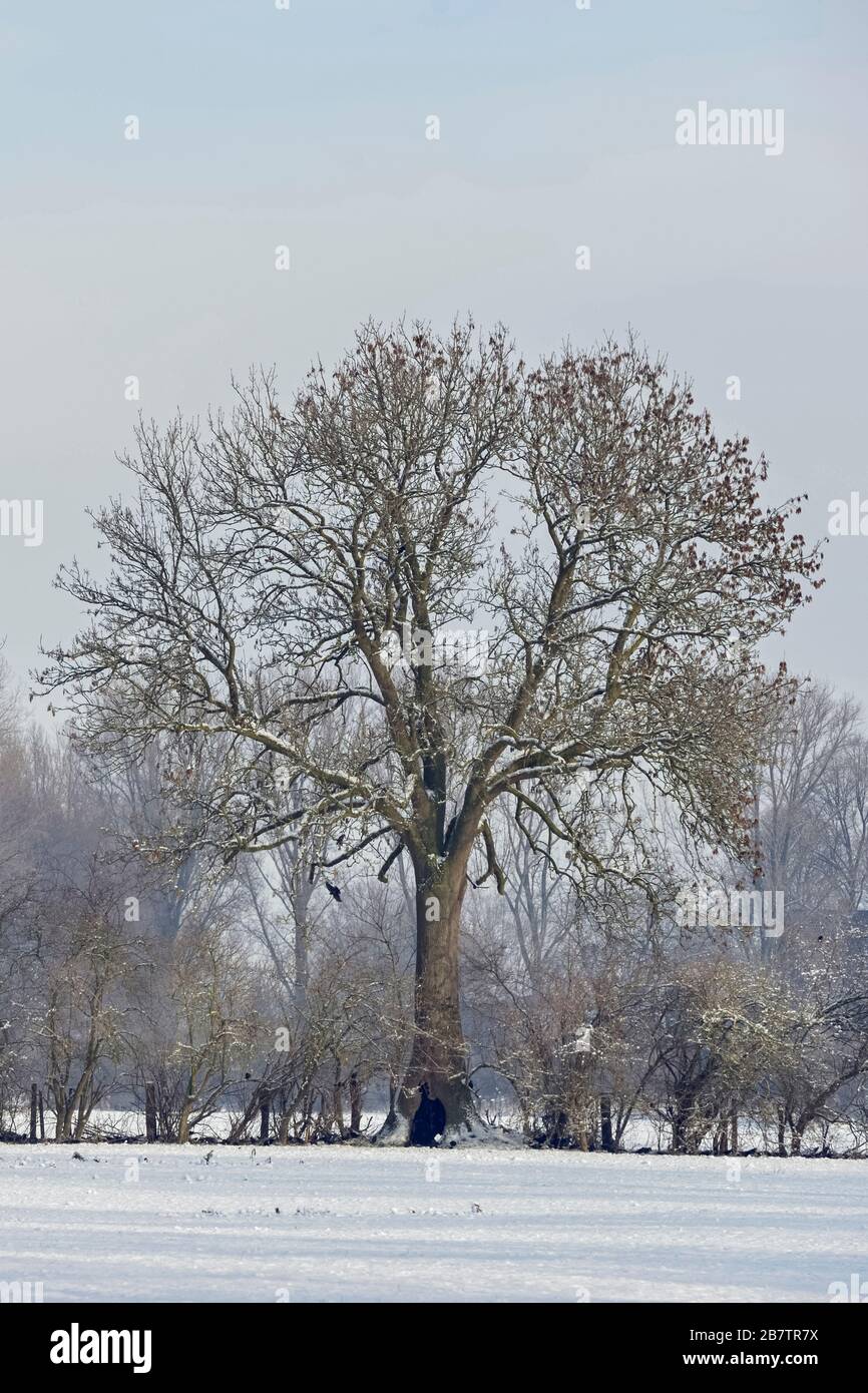 Row of old trees and hedgerow bushes on a frosty winter morning in rural environment, typical view in Lower Rhine region, North Rhine Westfalia, Germa Stock Photo