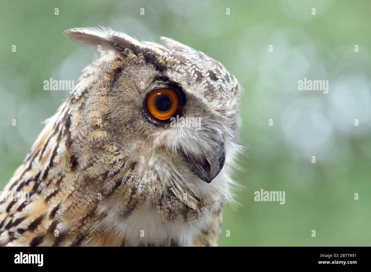 Eurasian Eagle-Owl ( Bubo bubo ), also called Northern Eagle Owl, European Eagle-Owl or just Eagle Owl, adult, watching attentively, side view, Europe Stock Photo
