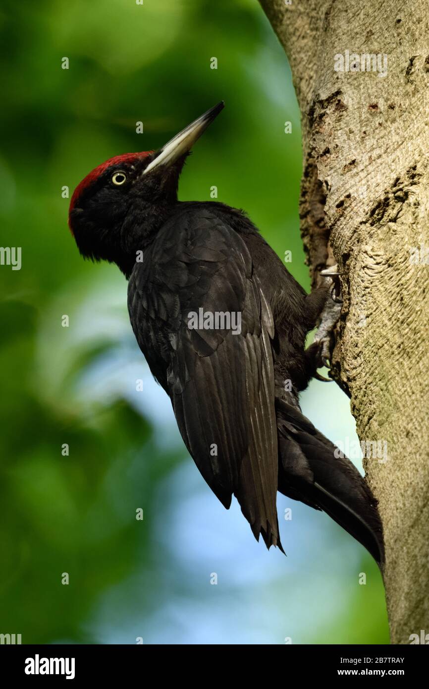 Black Woodpecker ( Dryocopus martius ) adult male, grasping at the trunk of a tree using its tail for support, wildlife, Europe. Stock Photo