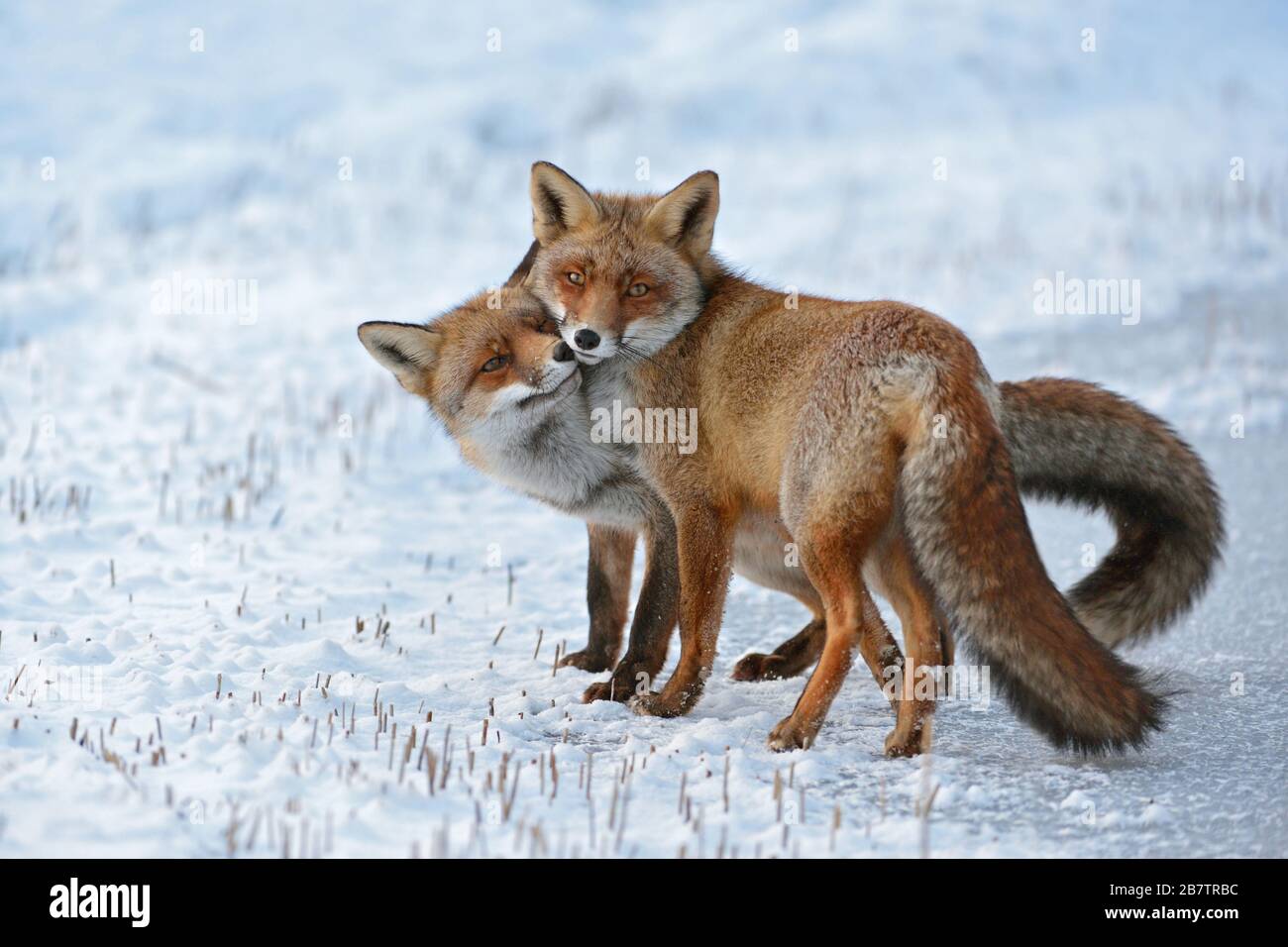 Red Fox ( Vulpes vulpes ), Red Foxes in love, caressing, tenderness, cute emotional behaviour, pair of foxes in winter, snow, wildlife, Europe. Stock Photo