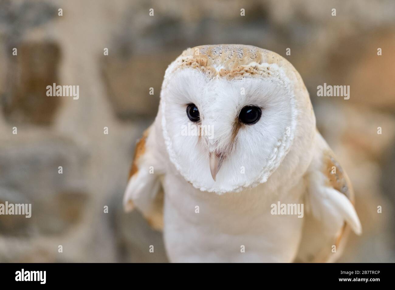 Barn Owl / Schleiereule ( Tyto alba ), Common Barn Owl, watching, hunting, just before take off, white variant, frontal view, Western Europe. Stock Photo