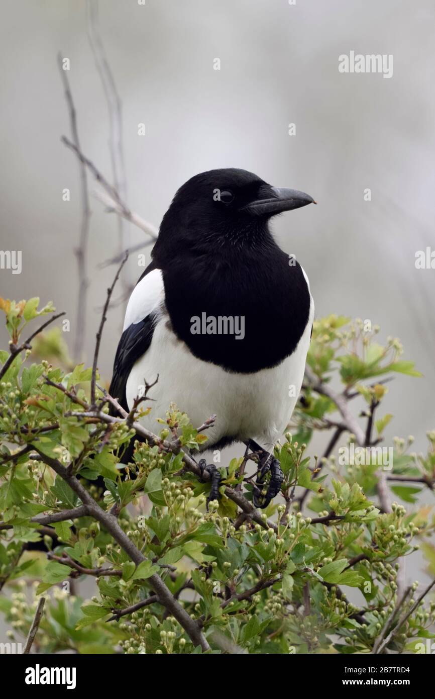 Eurasian Magpie / Elster ( Pica pica ) perched on a bush, watching, typical behavior of this shy and attentive bird, wildlife, Europe. Stock Photo