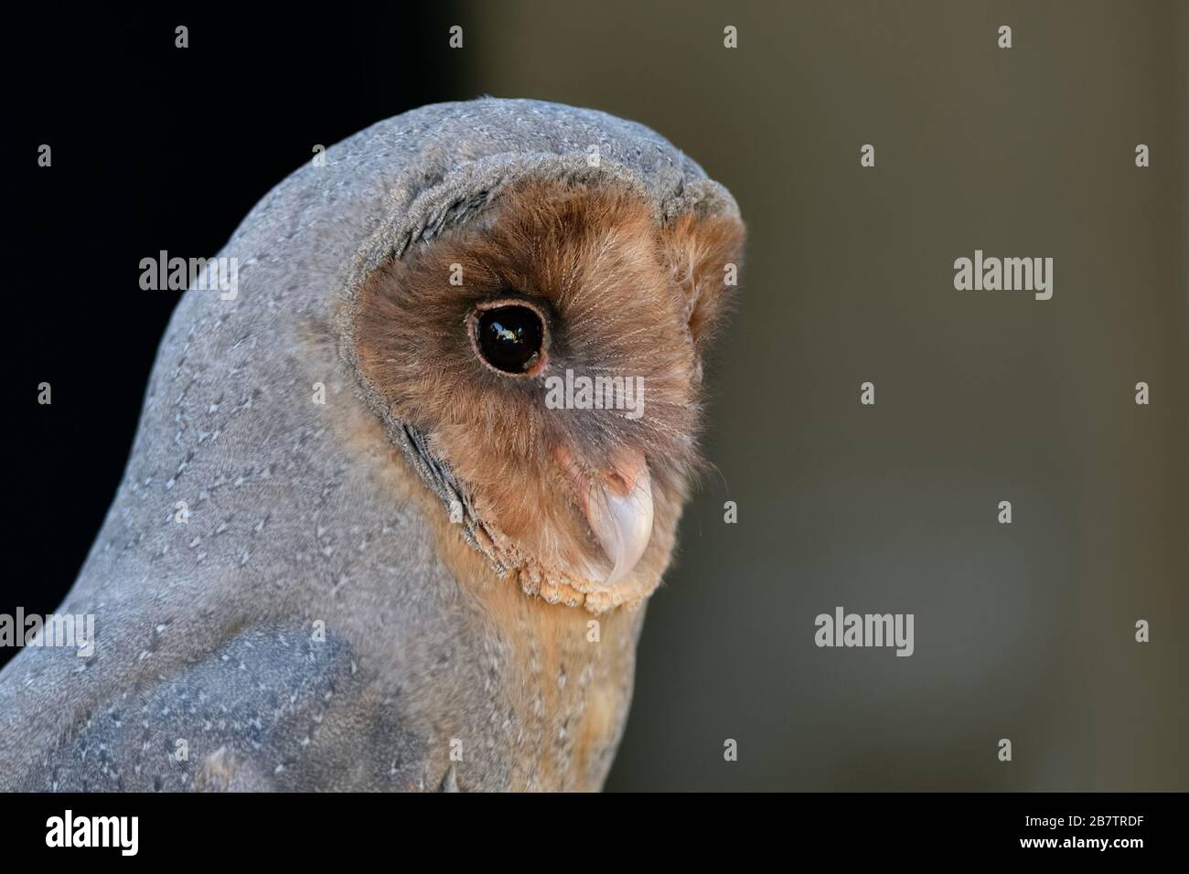 Barn Owl / Schleiereule ( Tyto alba ), most widespread landbird species in the world, dark variant, southern variant. Stock Photo