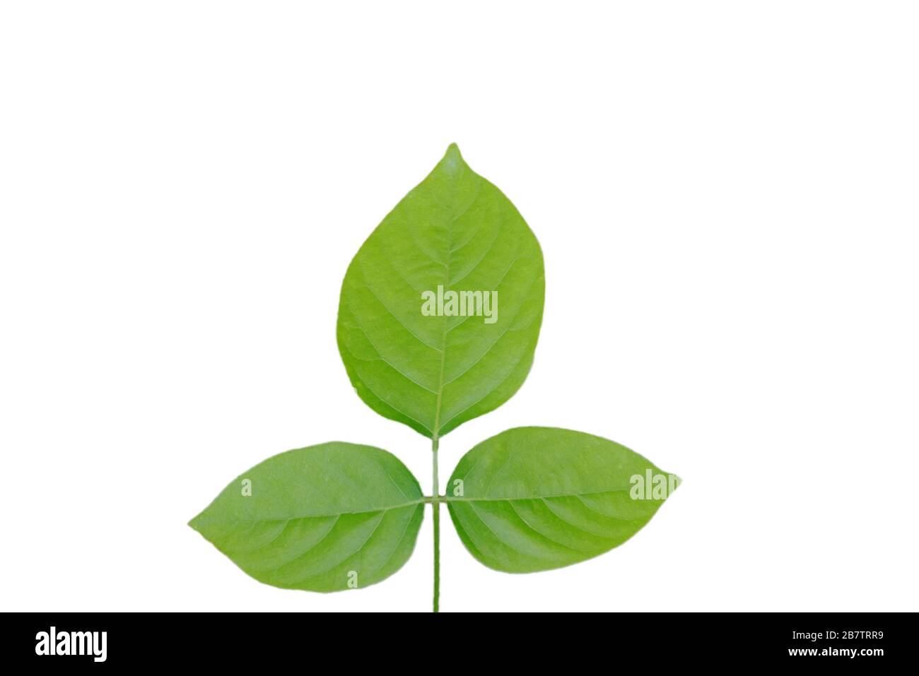 three leaf texture on white background Stock Photo - Alamy