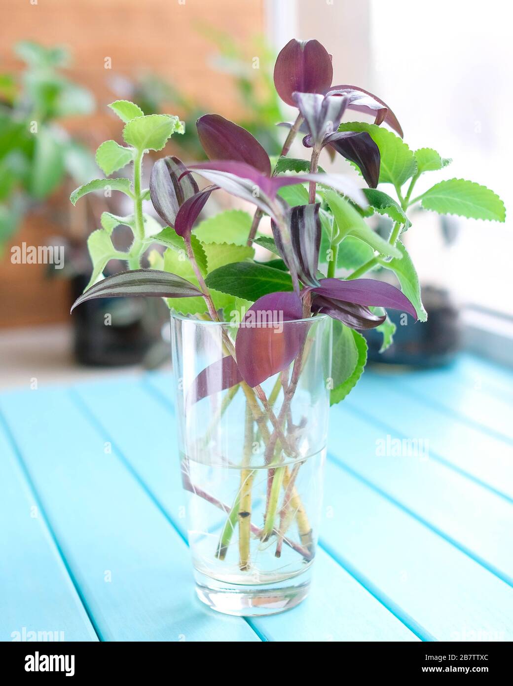 Plants in a glass. Zebrina and amboynikus take roots. Green and burgundy sprouts in the water. Stock Photo