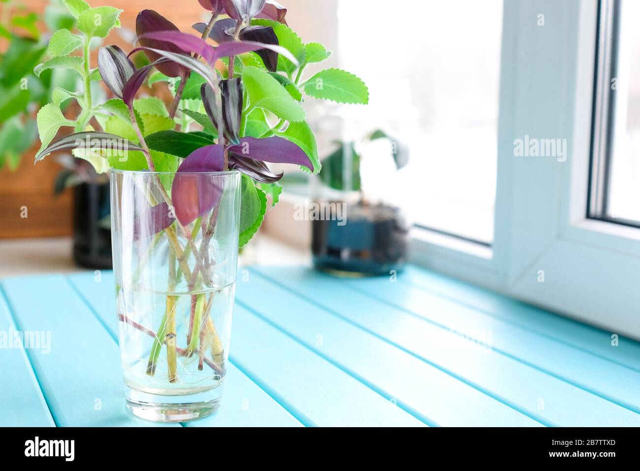 Zebrina and amboynikus take roots. Green and burgundy sprouts in the water. Plants in a glass. Stock Photo
