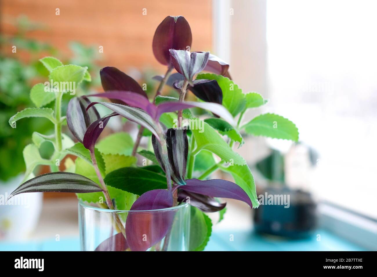 Plants in a glass. Green and burgundy sprouts in the water. Zebrina and Amboynus close-up. Stock Photo