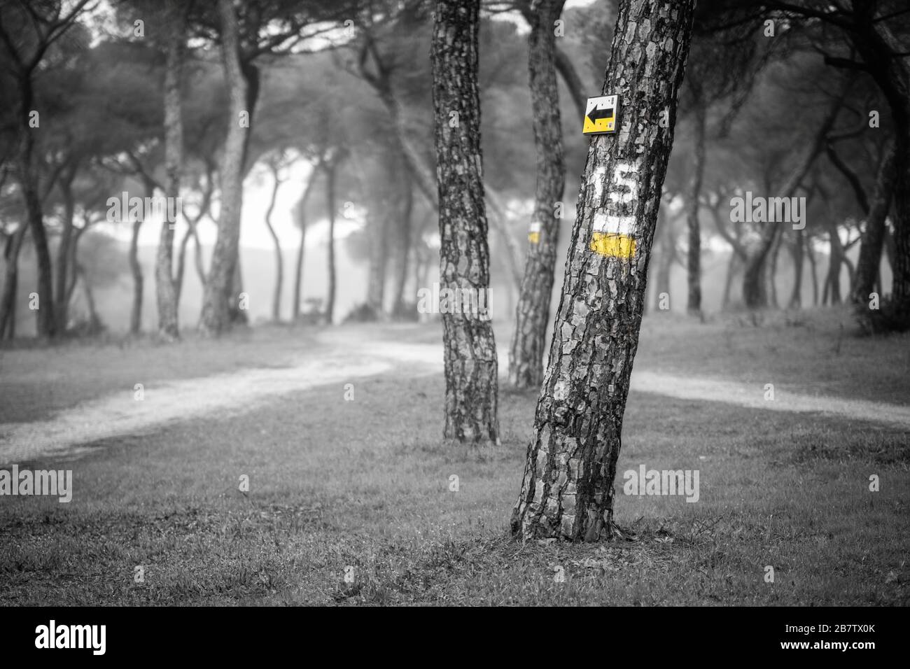 15 Yellow trees Stock Photo Alamy