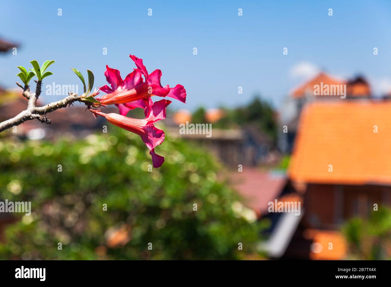 Asia, Indonesia, Bali, Ubud, Pink Desert-Rose (Adenium Obesum) blooms above the Rooftops Stock Photo