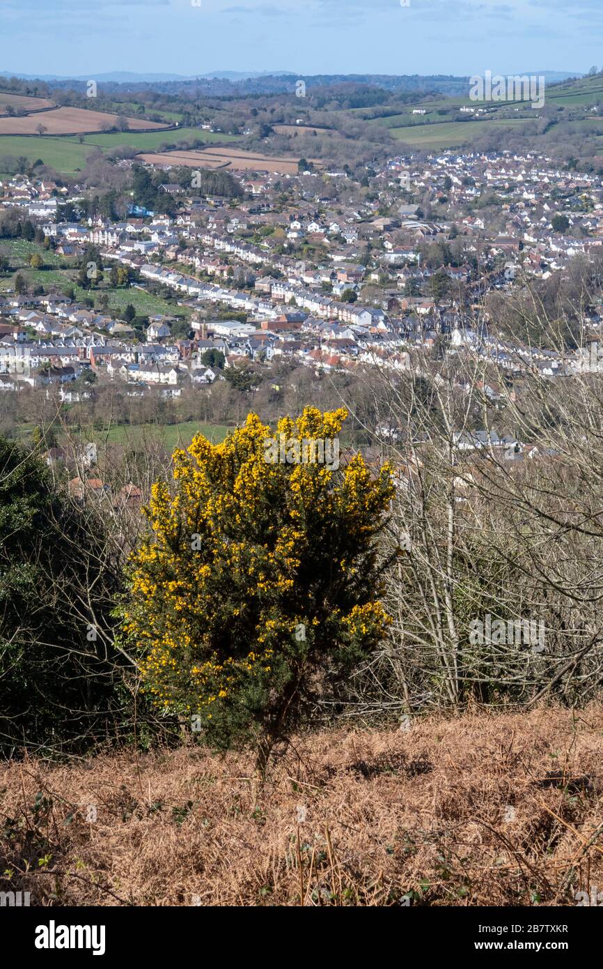 A gorse bush (Ulex europaeus) sits on Salcombe Hill above the town of Sidmouth, Devon. Stock Photo