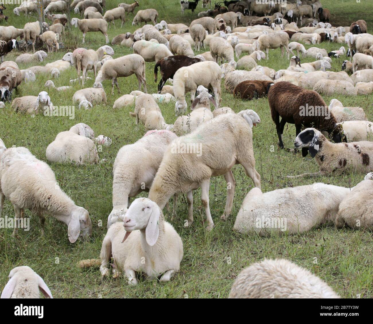 large flock of sheep and goats grazing in the mountains in the grass ...