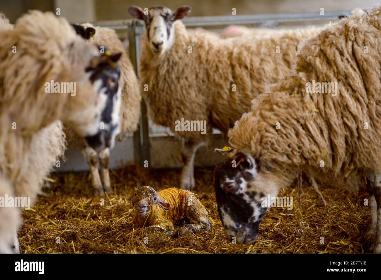 A newborn Spring Lamb at Moreton Morrell College in Warwickshire. Stock Photo