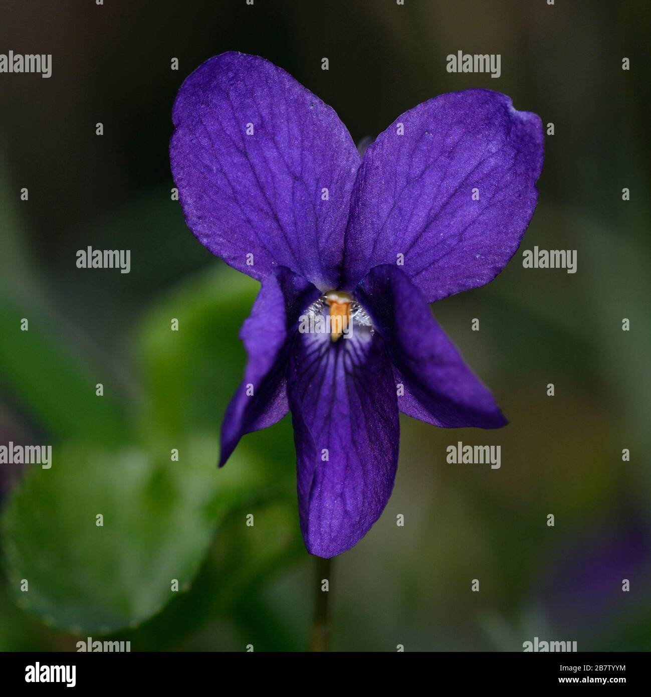 close-up of purple violet flower on blurred green background Stock Photo