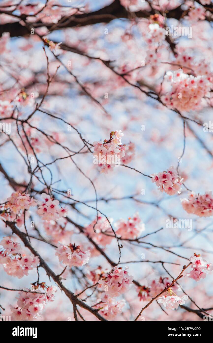 Cherry blossom trees with blue sky Stock Photo - Alamy