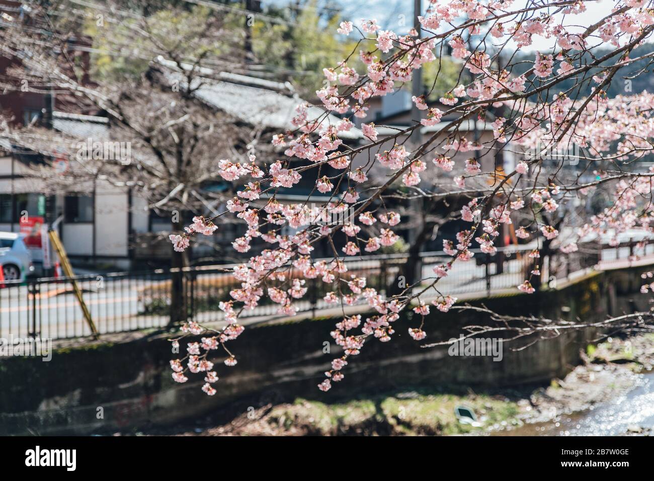 Cherry blossom tree at the riverside Stock Photo