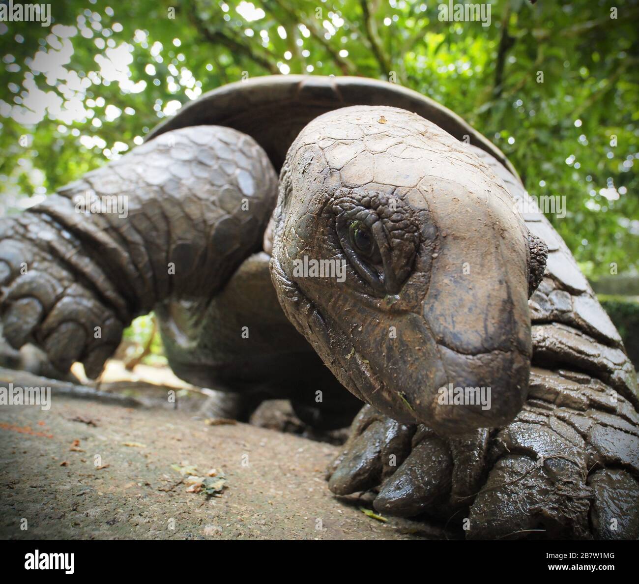 Close up aldabra giant tortoise hi-res stock photography and images - Alamy