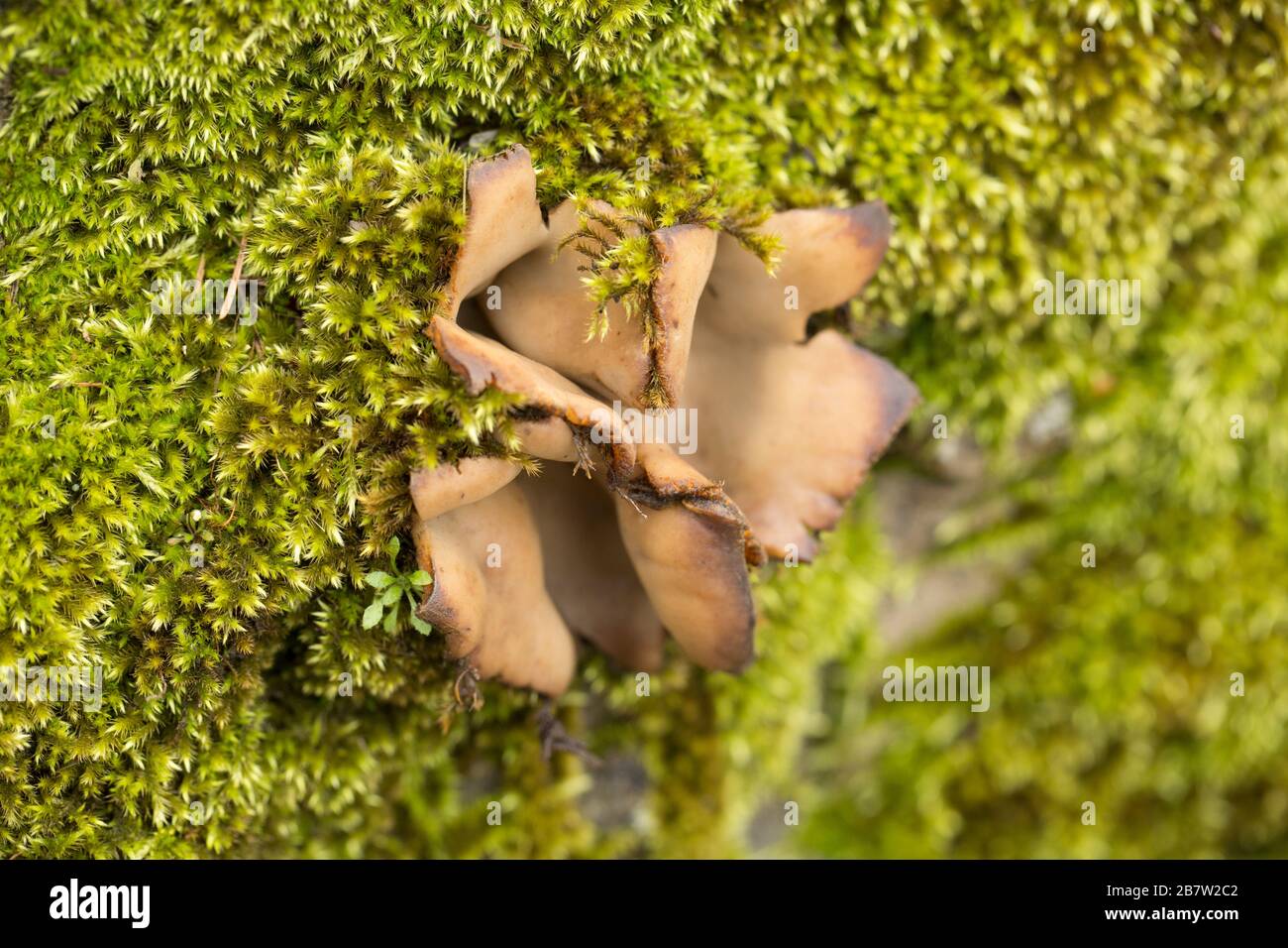 Cedar Cup fungi, Geopora sumneriana, growing in a wall next to a cedar tree by a busy road. The fungi is generally found near cedar trees and occasion Stock Photo