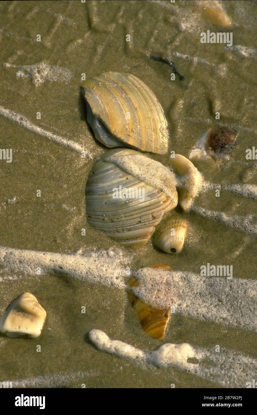 Shells in wet sand at Texas Gulf coast beach.  ©Bob Daemmrich Stock Photo