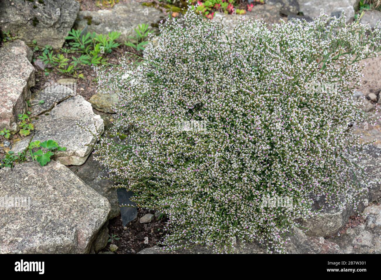 Flowering Bush Cimicifuga racemosa on a rock Stock Photo