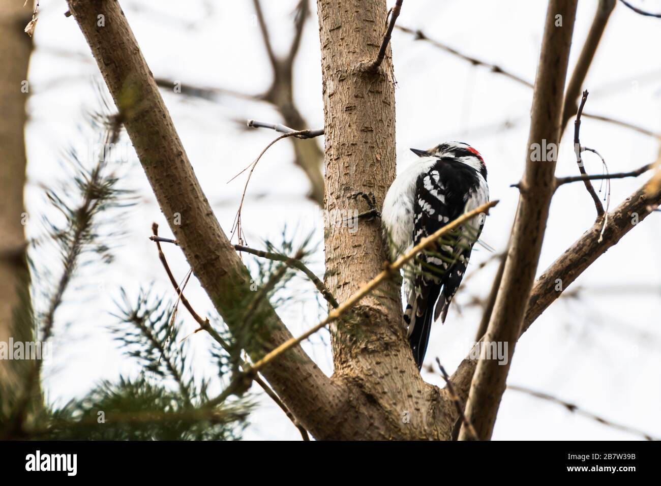 Male downy woodpecker perched on a tree in Rattray Marsh, Mississauga, Ontario, Canada Stock Photo