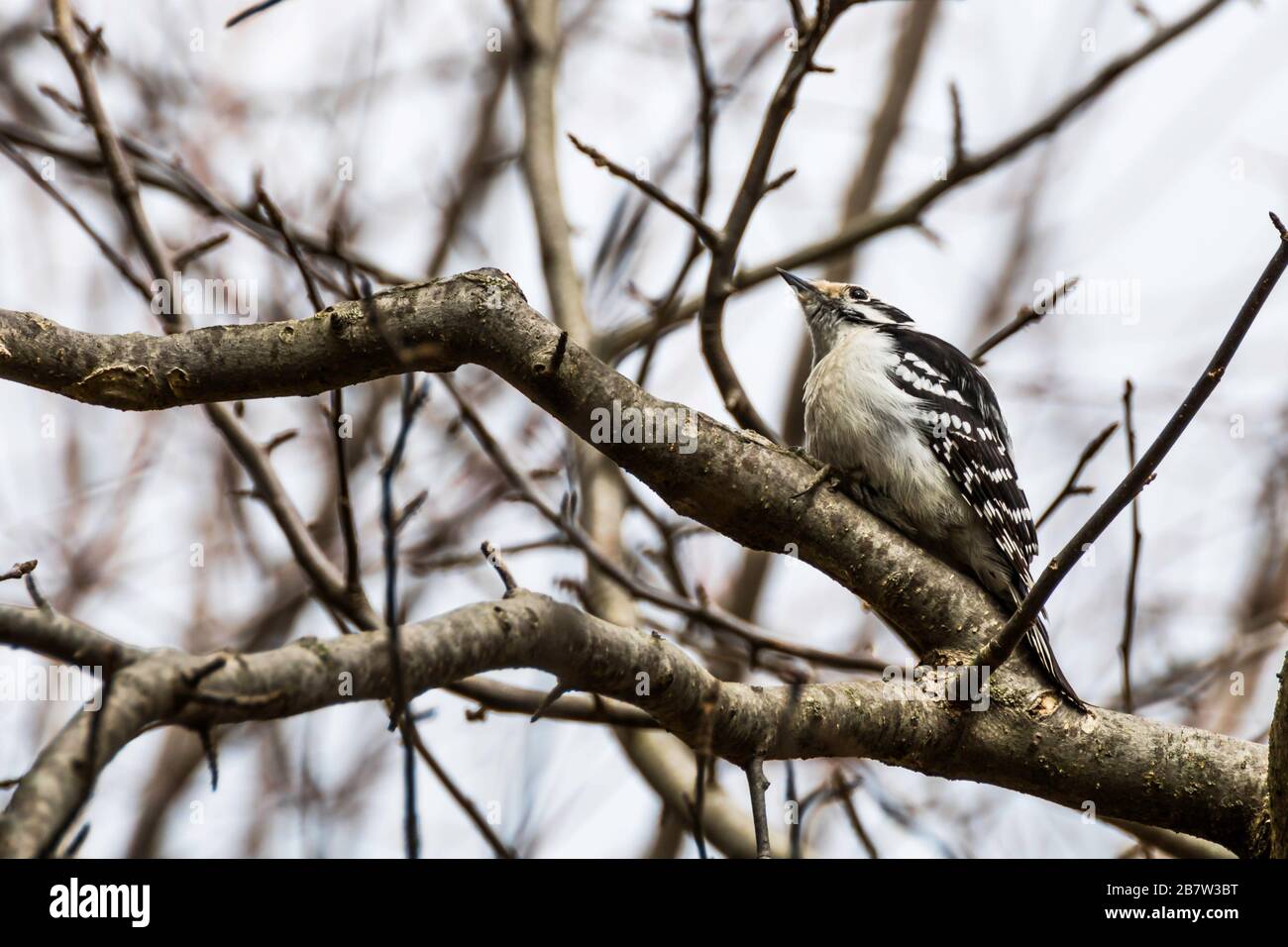 Feathers In Our Cap High Resolution Stock Photography and Images - Alamy