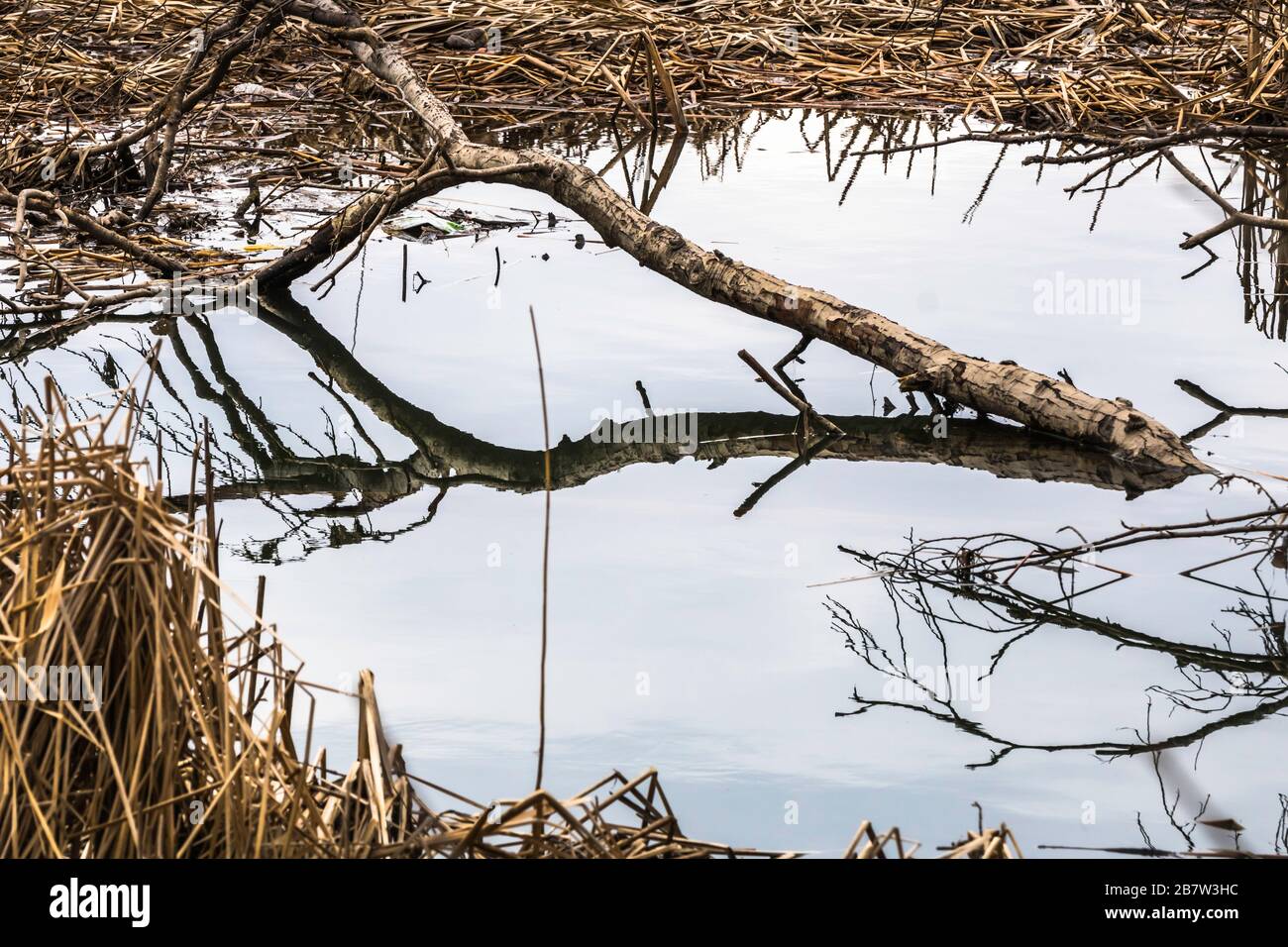 Reflection of a fallen tree in Sheridan Creek, Rattray Marsh Stock Photo