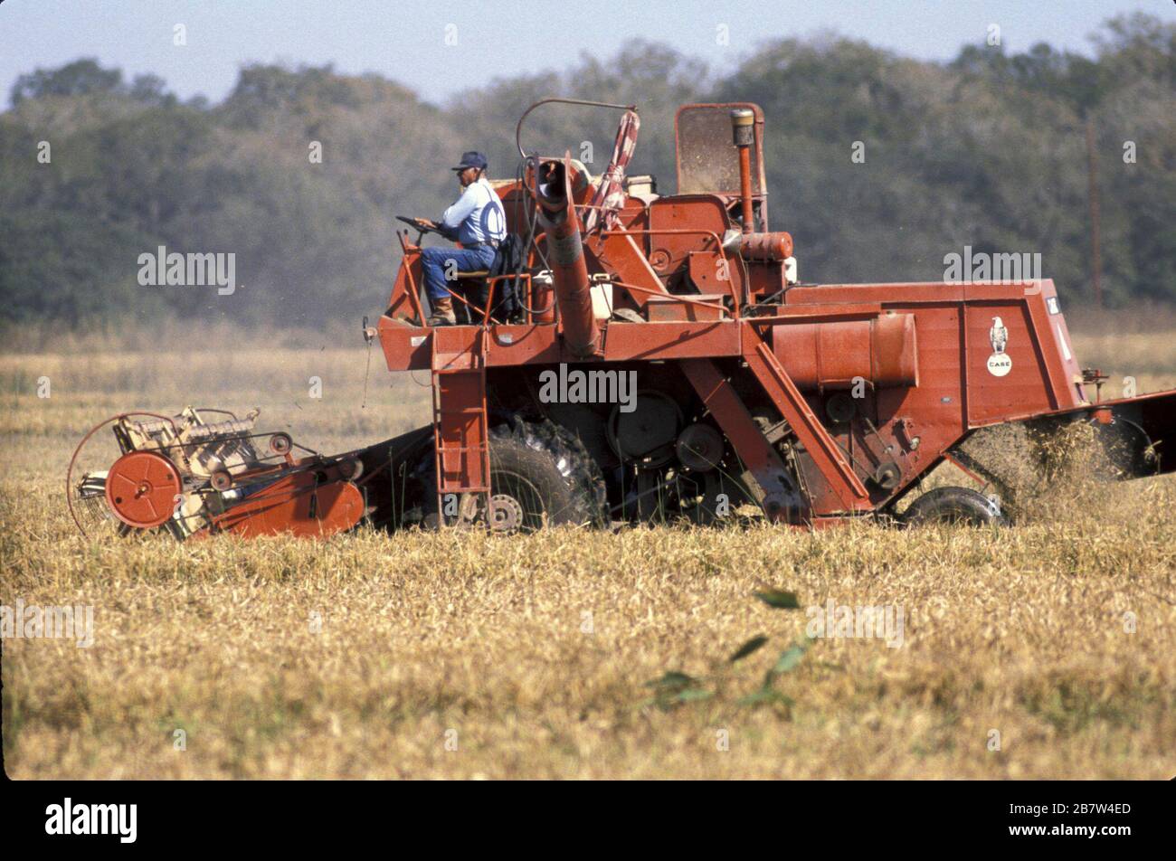 Ganado Texas USA Rice farming near Ganado in Colorado County on the