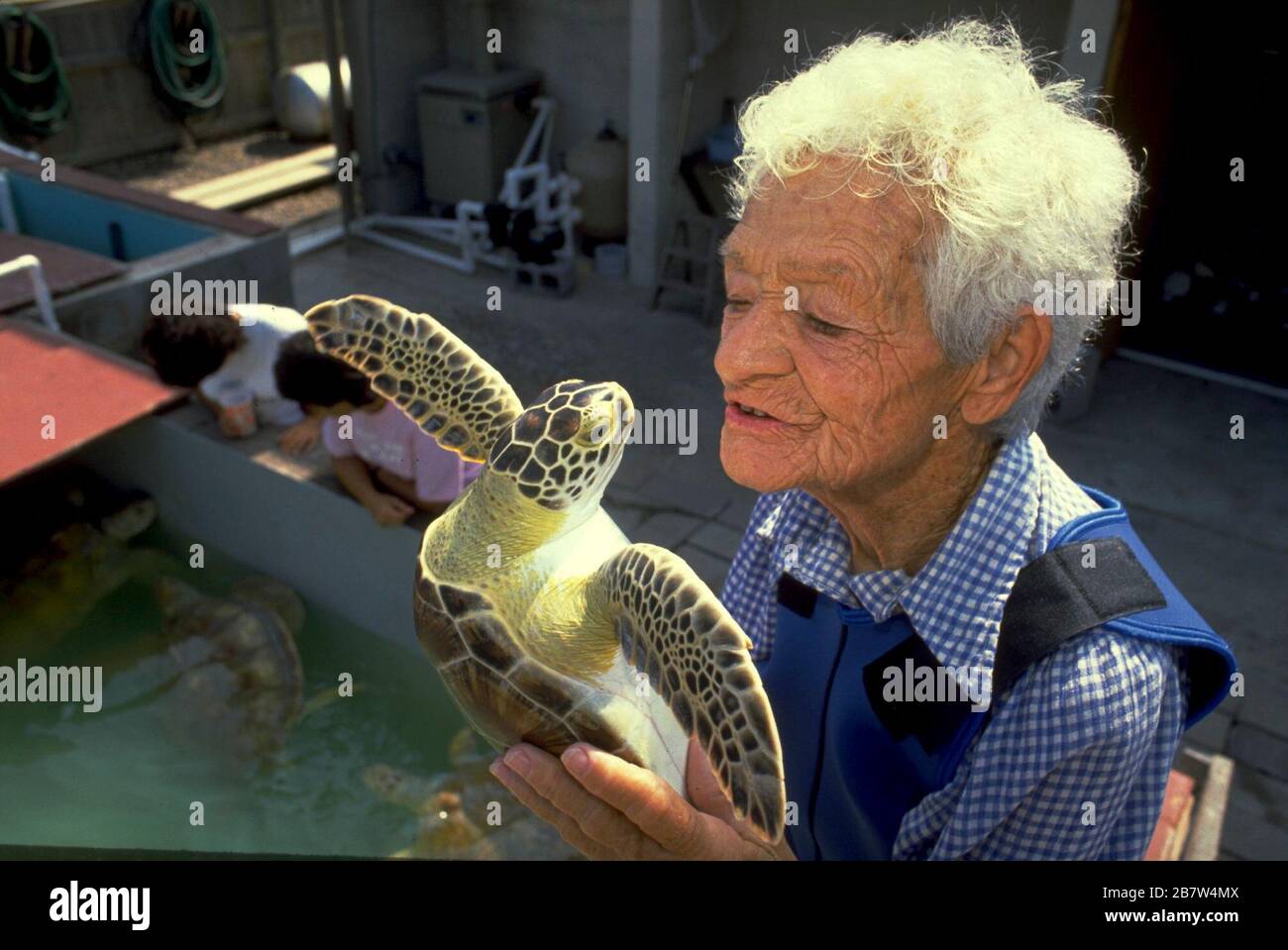 South Padre Island Texas, USA, circa 1999: Elderly environmental activist and conservationist Ila Loetscher grasps a sea turtle in a holding tank at a sanctuary for the endangered animals. ©Bob Daemmrich Stock Photo