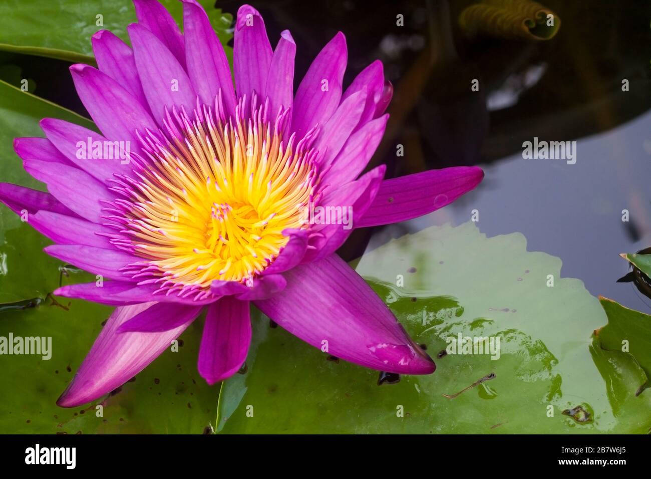beatiful purple lotus or water lily flowewr on clear pond Stock Photo