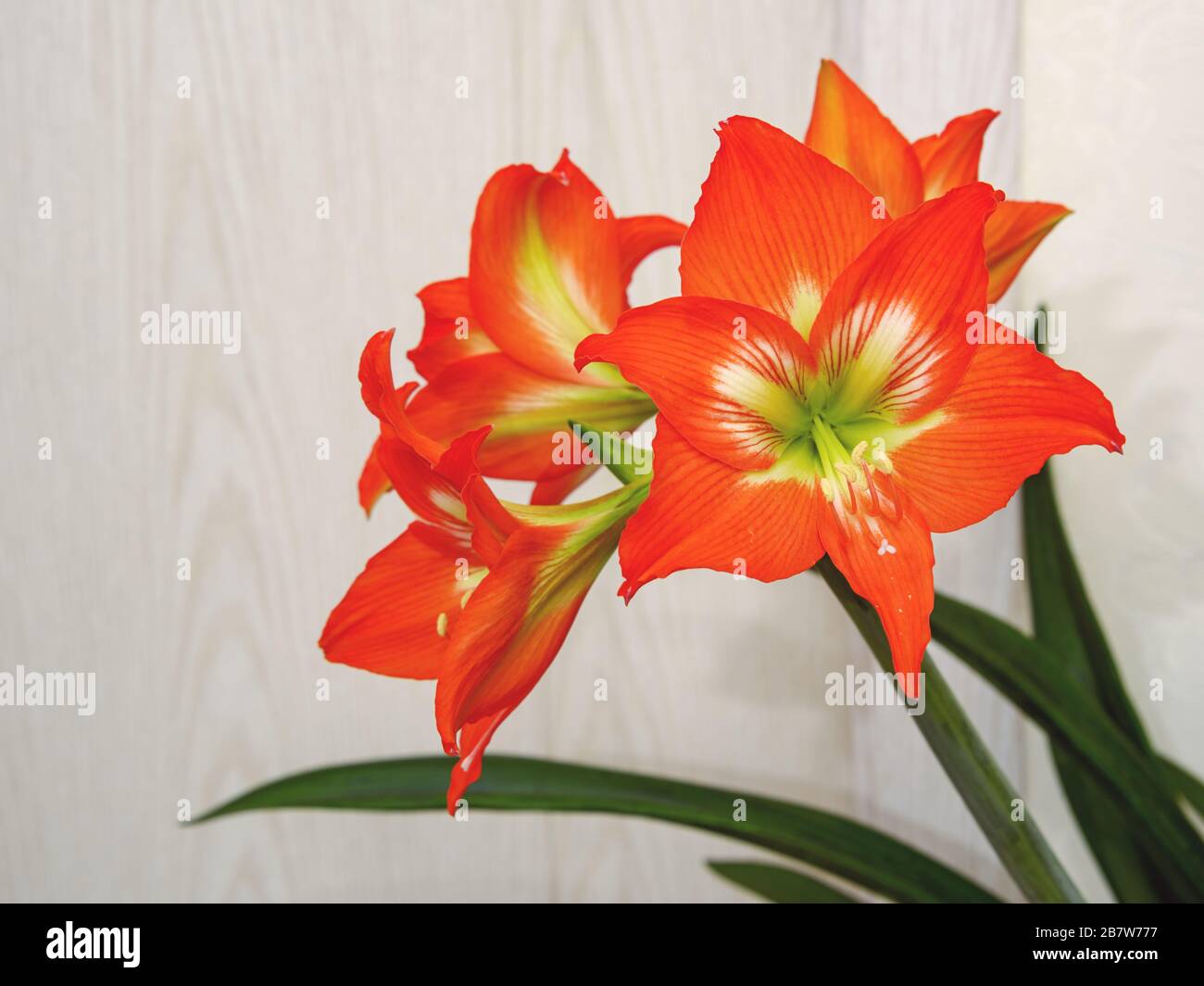 Hippeastrum, bright, red and orange with a white-green core, blossomed in four large flowers on a thick green stem. Stock Photo
