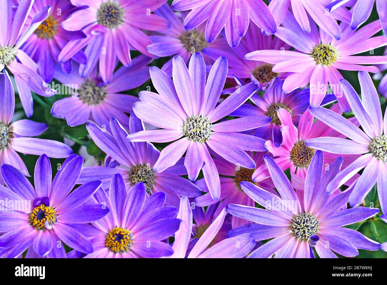Top view on pink and purple blooming 'Pericallis Senettii Marguerite Cineraria' spring flowers Stock Photo