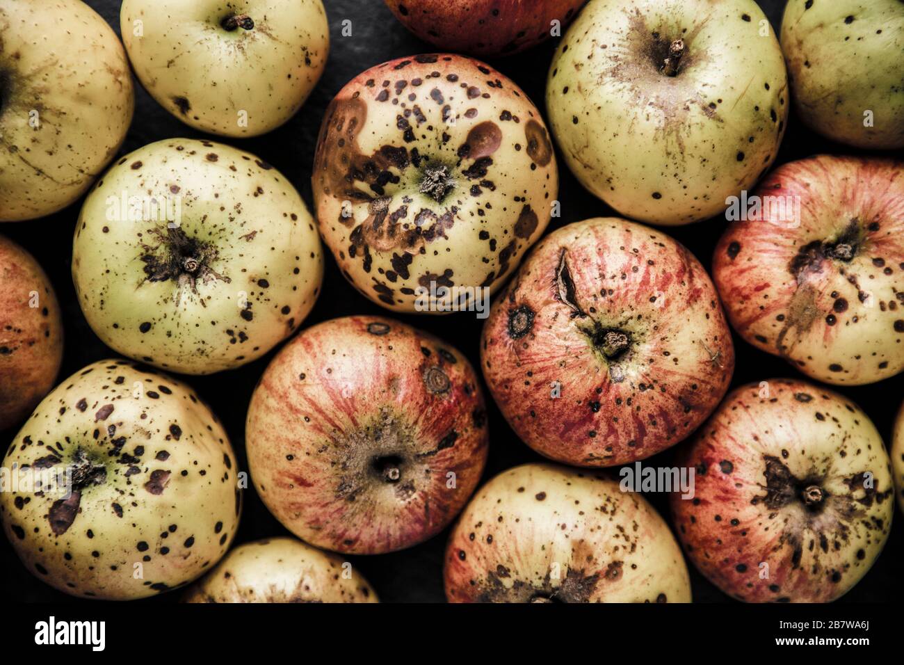 Decayed fruit hi-res stock photography and images - Alamy