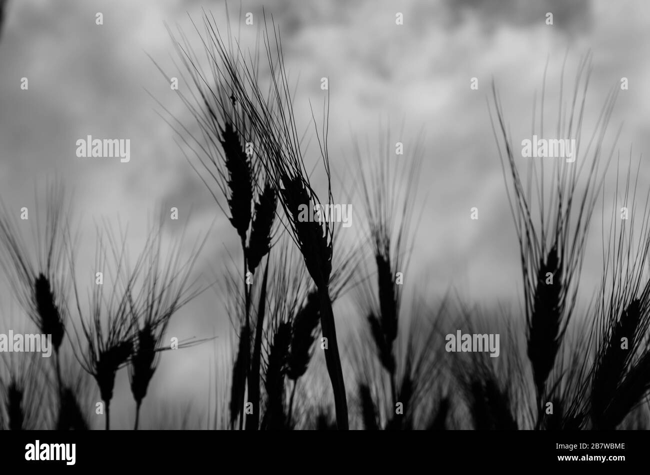 Wheat Black And White Stock Photos & Images - Alamy