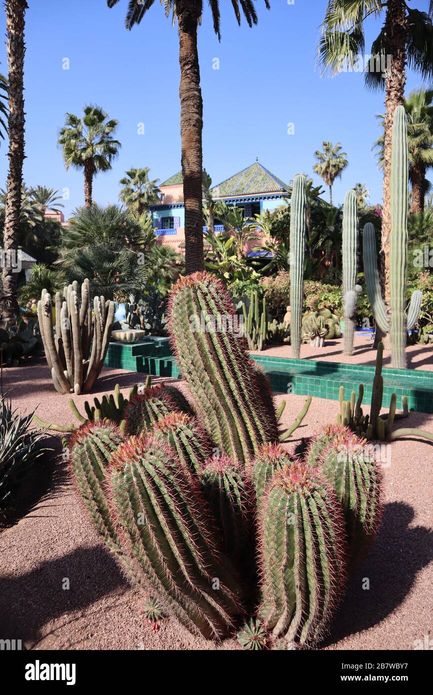 Giant Cacti Majorelle Gardens Marrakesh Morocco Stock Photo