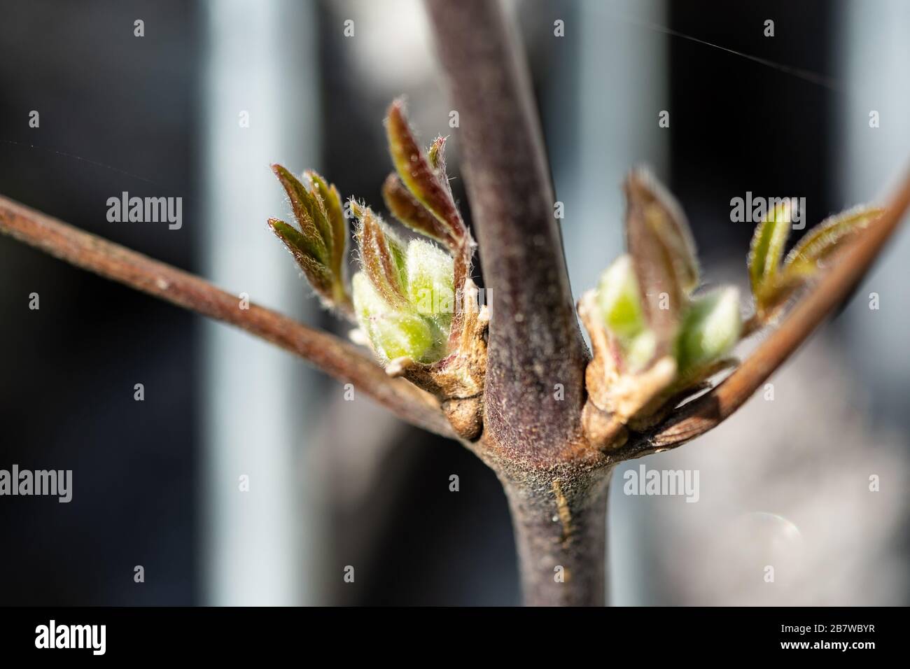 Clematis buds before an out-of-focus background of a gabion Stock Photo