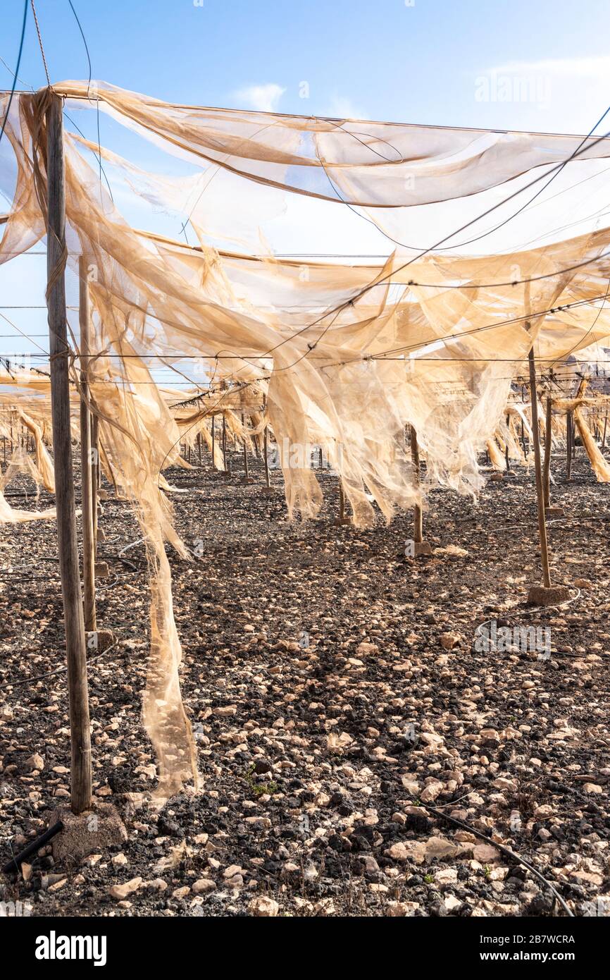 Horticultural area abandonded due to lack of water near Tuineje in the centre of the Canary Island of Fuerteventura - The covering provided protection Stock Photo