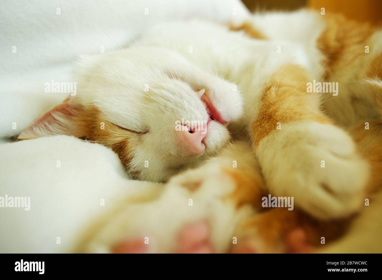 Cat sleeping deeply Stock Photo Alamy