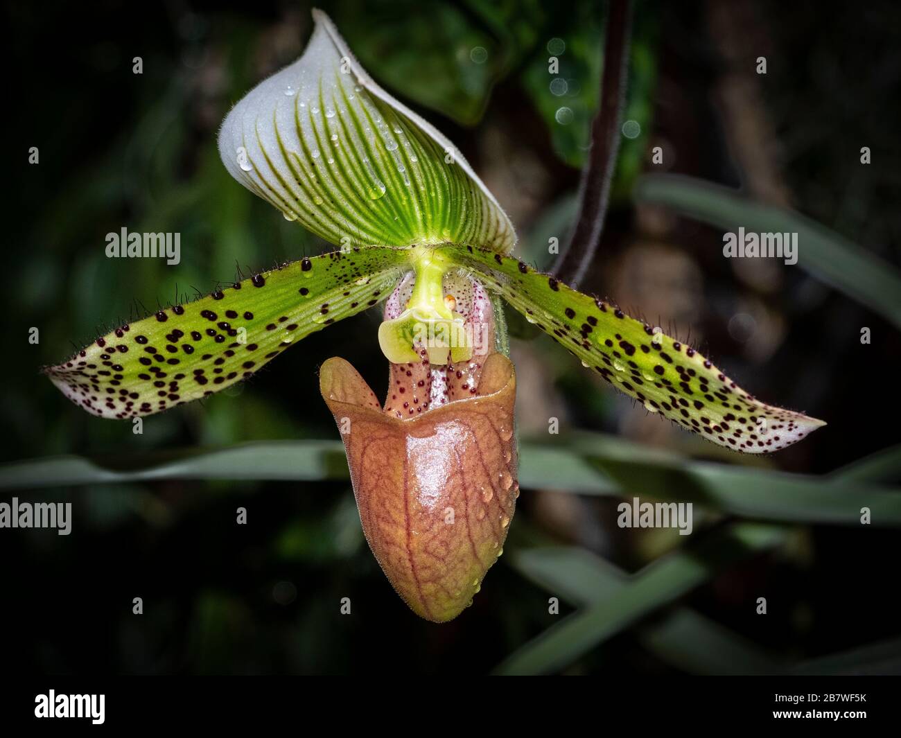 Single one bloom hi res stock photography and images Alamy