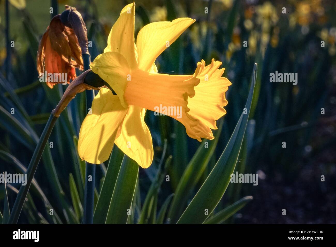 Yellow daffodil blossom in a flower bed looking transparent from backlight Stock Photo