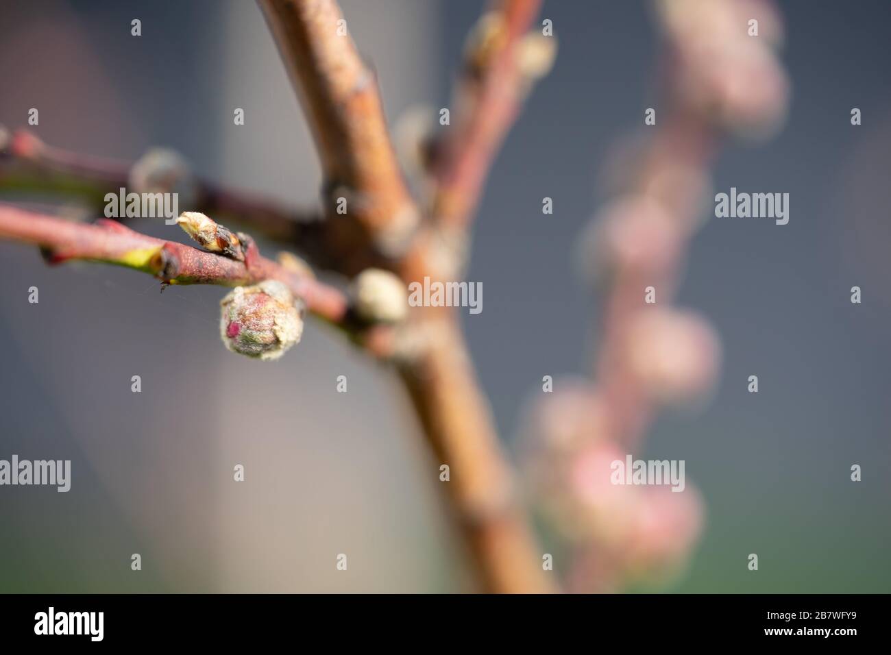 Peach blossom buds before an out-of-focus garden background Stock Photo